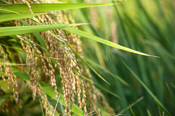 Close-up of rice ears about to mature in the paddy field