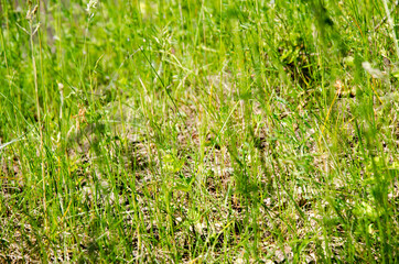 Fresh green grass in spring under hard sunlight. Selective focus, blurred background. Green background.