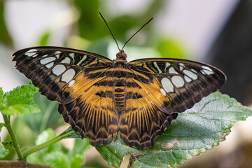 Parthenos sylvia butterfly on a leaf