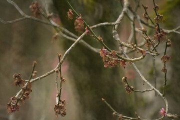 plum tree