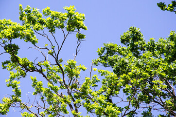 Green oak branches against the sky and sunlight in the summer