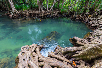 Tropical tree roots or Tha pom mangrove in swamp forest and flow water, Klong Song Nam.