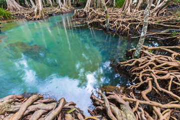 Tropical tree roots or Tha pom mangrove in swamp forest and flow water.