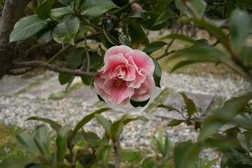 camellia