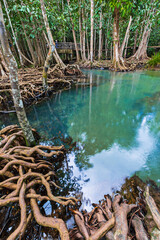 Tropical tree roots or Tha pom mangrove in swamp forest and flow water.