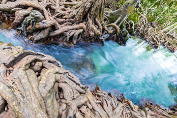Tropical tree roots or Tha pom mangrove in swamp forest and flow water.