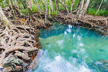 Tropical tree roots or Tha pom mangrove in swamp forest and flow water.