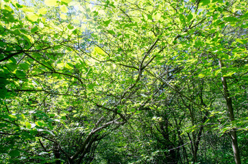 Dense green forest with sunlight in summer