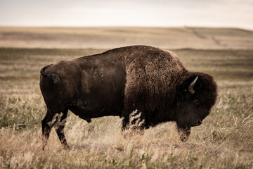 Amber Waves of Grain and Bison Profile