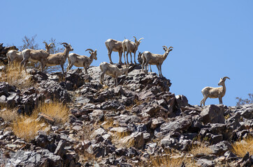 A group of Desert bighorn sheep (Ovis canadensis nelsoni). Photo taken in the Mojave National Preserve, California, USA.