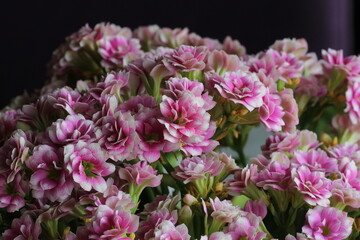 small pink flowers potted houseplant on the window