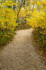 Yellow Leaves Line Sandy Trail