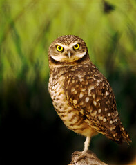 Burrowing Owl
