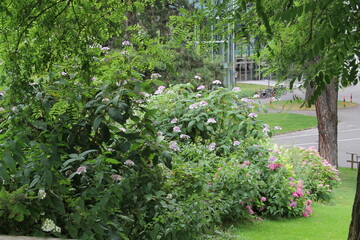 flowerbed of flowers in the park among the trees