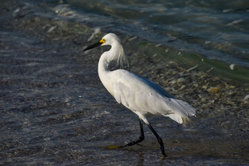 snowy egret on the beach