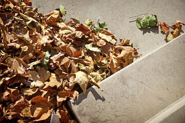 Fallen leaves on patio