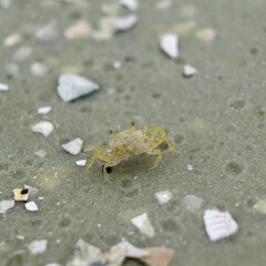 crab in the sand