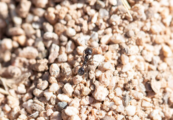 lone and in the desert
