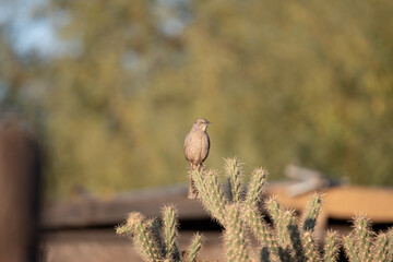 Texas Wren on a cactus