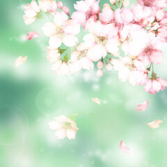 Obraz na płótnie Canvas 水彩の桜の花　緑背景