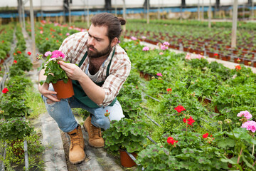 Portrait of young bearded florist working in greenhouse, checking colorful flowering geraniums in pots
