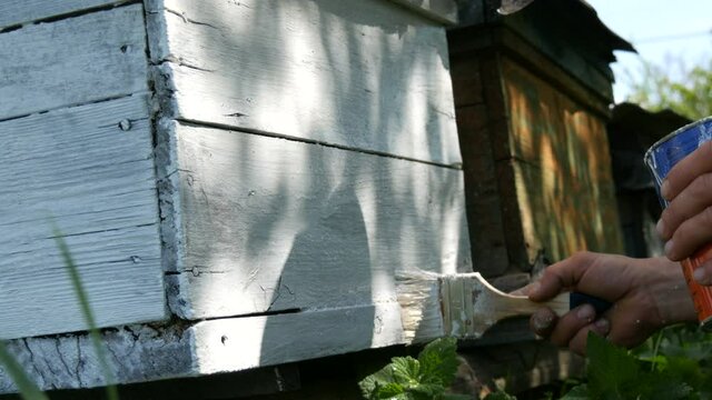 Old shabby wooden vintage bee hive, which the beekeeper paints with a brush with white paint and renews it for the summer.