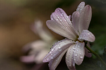 Fototapeta premium close up of pink flower