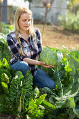 Young woman gardener picking fresh cabbage in sunny garden outdoor