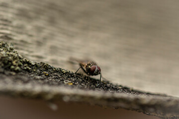close up of fly