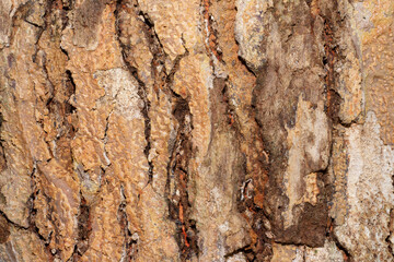 texture of natural wood with a brown color and white points