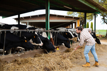Confident young farmer feeding cows with hay in cowshed of dairy farm
