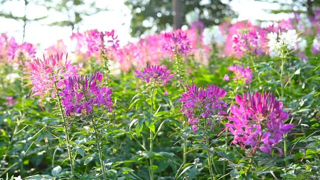 pan view of blooming Spider Flower or Cleome spinosa in a sunny day