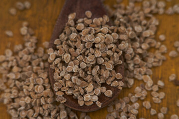 lots of tomato seeds to sow on a wooden teaspoon