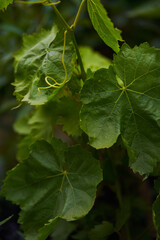 green leaves of a vineyard