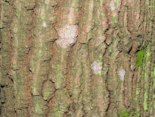 texture of natural wood with a color green and white points