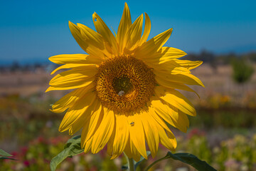 A big yellow sunflower with a bee in the center and small bug on one of the pedals. A blue sky and green field is in the background.