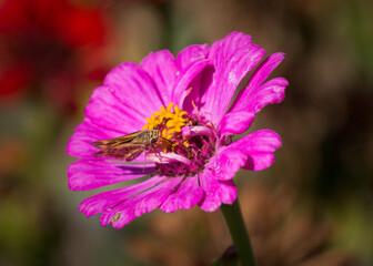 A skipper butterfly is sitting on a pink zinnia. 