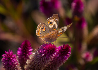 A buckeye butterfly with its wing partially open is sitting on red celosia flower.