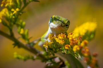 Green Anole (Anolis carolinensis) relaxing among goldenrod blooms. Raleigh, North Carolina.