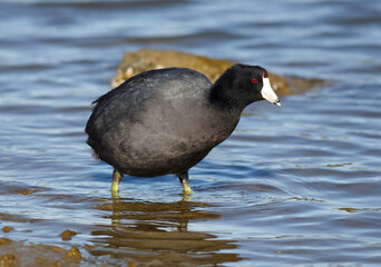 American Coot Wading in a Pond