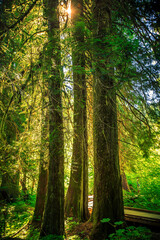 Sunrise in the Grove of the Patriarchs, Mount Rainier National Park, Washington