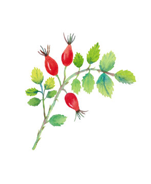 recommend clip art: Rosehip branch with berries and green leaves. Hand-drawn by watercolor.