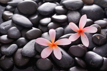 Fototapeta na wymiar Pink two frangipani, close up with,black zen stones