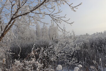 beautiful landscape in a lively tree frame
