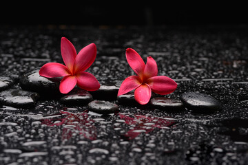 still life of with two 
red frangipani and zen black stones ,wet background
