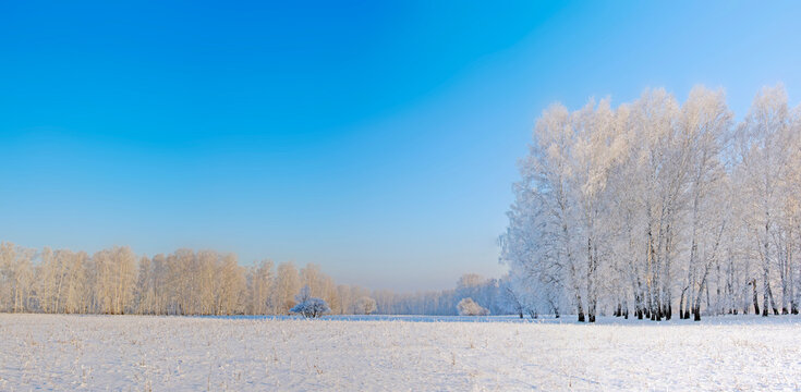 Beautiful winter scenery with bright blue cloudless sky and a snowy field and a birch wood in the distance