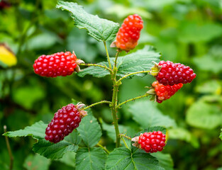 Branch of red blackberry close up with blurred background