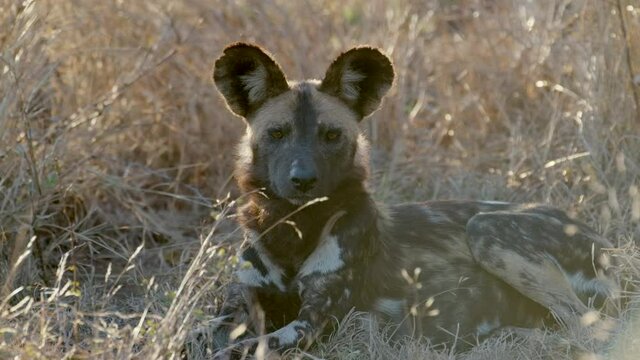 Wide shot of a Wild Dog laying in the dry grass and looking into the camera, Greater Kruger.