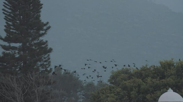 Big group of birds flying off a tree during sunset in slow-motion 4k