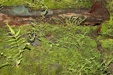 old walls that have been overgrown with moss and algae